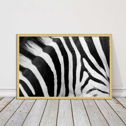 Zebra close up image. Framed picture, with choice of frame colours and options.