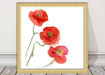 Wild poppies on a white background framed picture print choice of frame colours