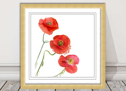 Wild poppies on a white background framed picture print choice of frame colours