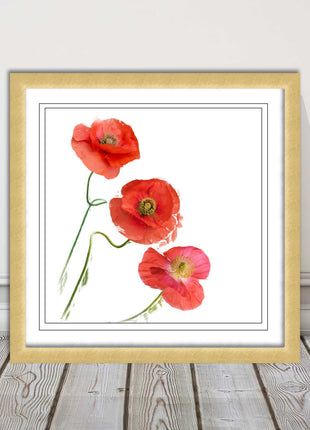 Wild poppies on a white background framed picture print choice of frame colours