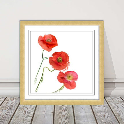 Wild poppies on a white background framed picture print choice of frame colours