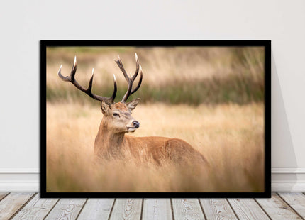 Stag long grass field. Framed picture with choice of frame colours and options.