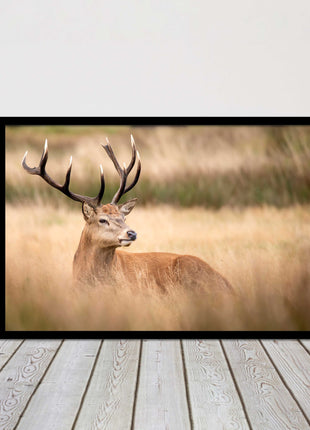 Stag long grass field. Framed picture with choice of frame colours and options.