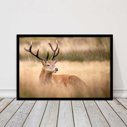 Stag long grass field. Framed picture with choice of frame colours and options.