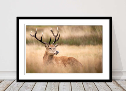 Stag long grass field. Framed picture with choice of frame colours and options.