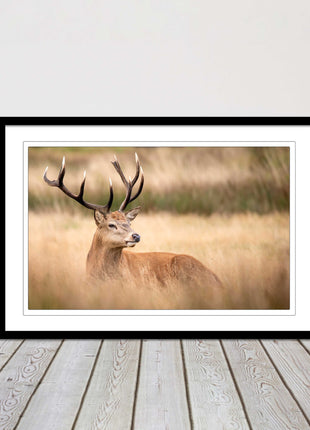 Stag long grass field. Framed picture with choice of frame colours and options.