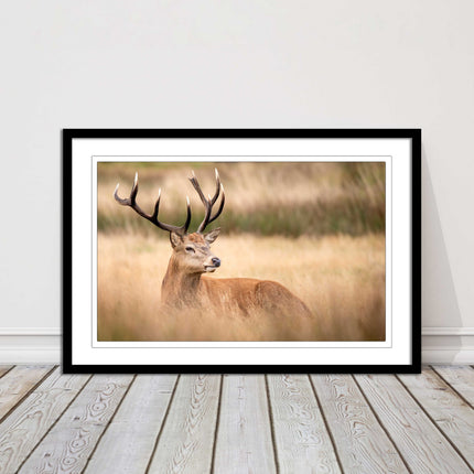 Stag long grass field. Framed picture with choice of frame colours and options.