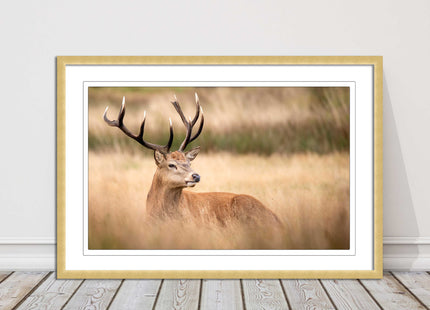 Stag long grass field. Framed picture with choice of frame colours and options.
