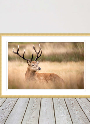 Stag long grass field. Framed picture with choice of frame colours and options.