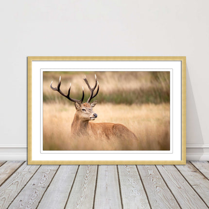 Stag long grass field. Framed picture with choice of frame colours and options.