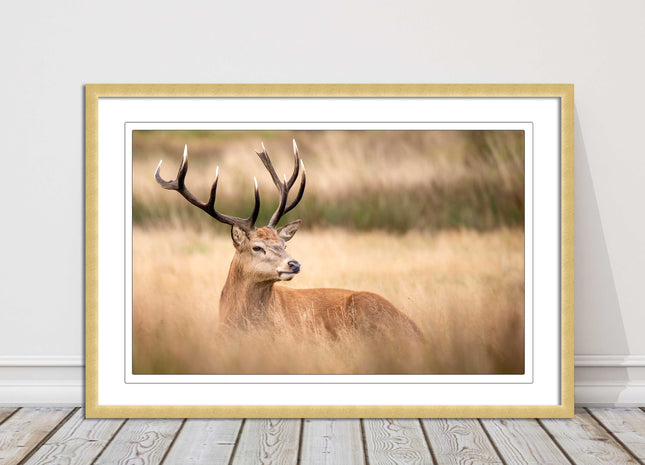 Stag long grass field. Framed picture with choice of frame colours and options.