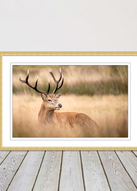 Stag long grass field. Framed picture with choice of frame colours and options.