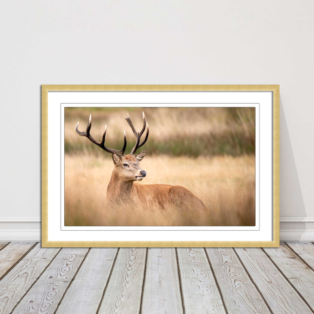 Stag long grass field. Framed picture with choice of frame colours and options.