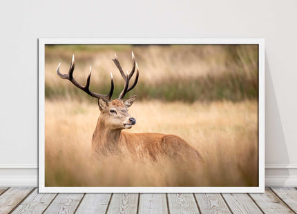 Stag long grass field. Framed picture with choice of frame colours and options.