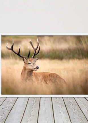 Stag long grass field. Framed picture with choice of frame colours and options.