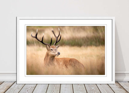 Stag long grass field. Framed picture with choice of frame colours and options.