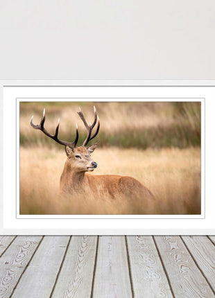 Stag long grass field. Framed picture with choice of frame colours and options.