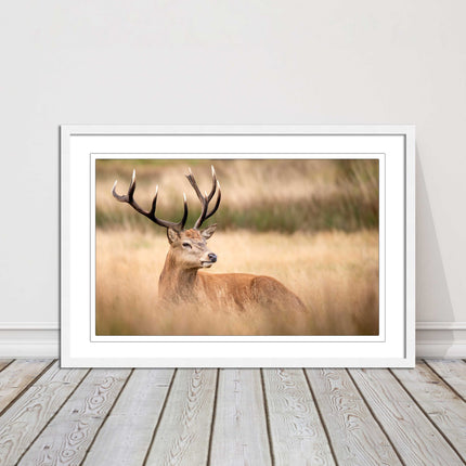Stag long grass field. Framed picture with choice of frame colours and options.