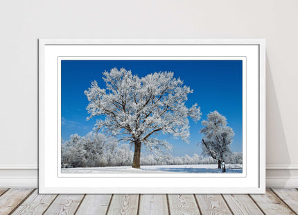 Snow covered trees under a blue sky. Framed picture with choice of frame colours
