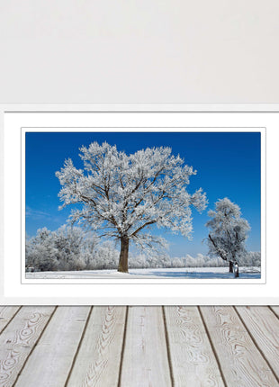 Snow covered trees under a blue sky. Framed picture with choice of frame colours