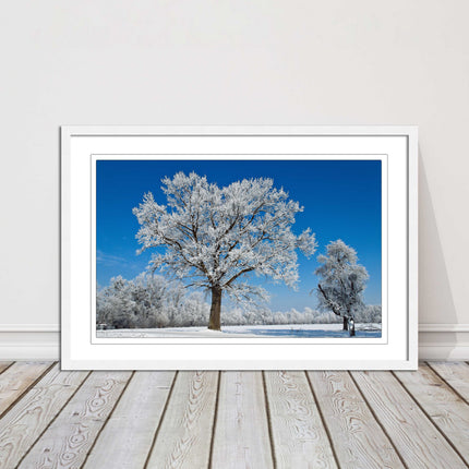 Snow covered trees under a blue sky. Framed picture with choice of frame colours