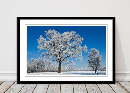 Snow covered trees under a blue sky. Framed picture with choice of frame colours