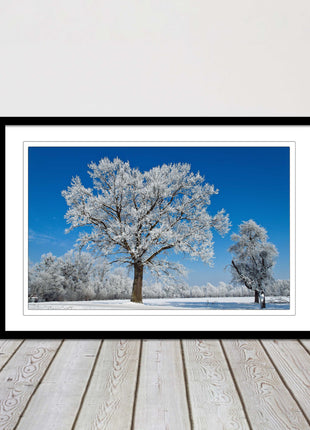 Snow covered trees under a blue sky. Framed picture with choice of frame colours