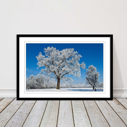 Snow covered trees under a blue sky. Framed picture with choice of frame colours