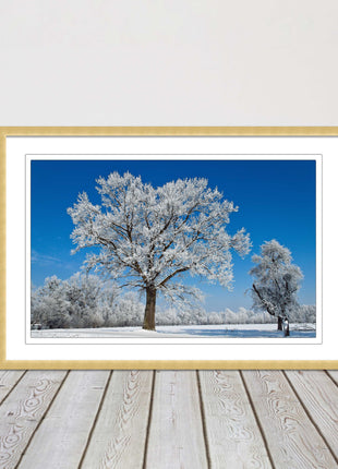 Snow covered trees under a blue sky. Framed picture with choice of frame colours