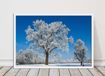 Snow covered trees under a blue sky. Framed picture with choice of frame colours