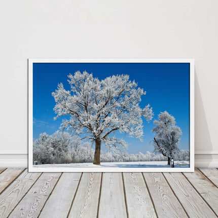 Snow covered trees under a blue sky. Framed picture with choice of frame colours