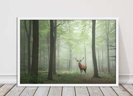 Stag in a misty forest. Framed picture with choice of frame colours and options.