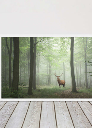 Stag in a misty forest. Framed picture with choice of frame colours and options.