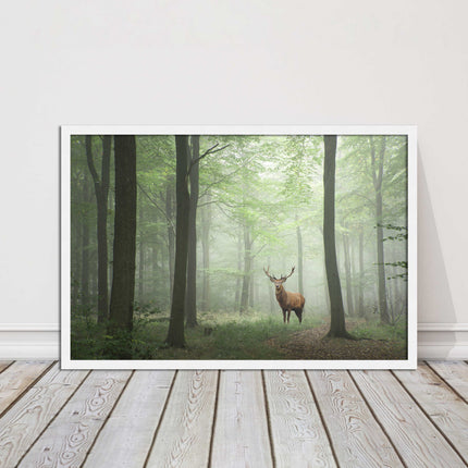 Stag in a misty forest. Framed picture with choice of frame colours and options.