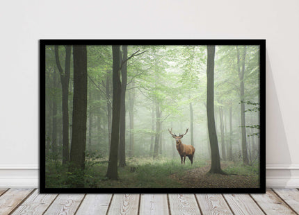 Stag in a misty forest. Framed picture with choice of frame colours and options.