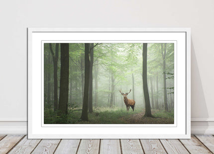 Stag in a misty forest. Framed picture with choice of frame colours and options.