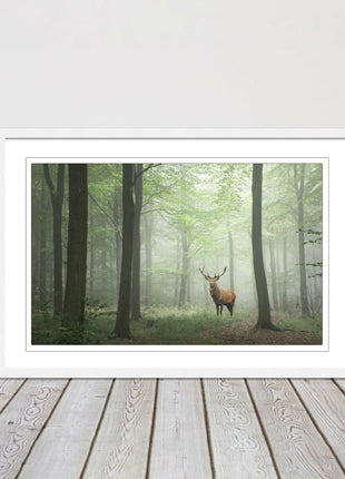 Stag in a misty forest. Framed picture with choice of frame colours and options.