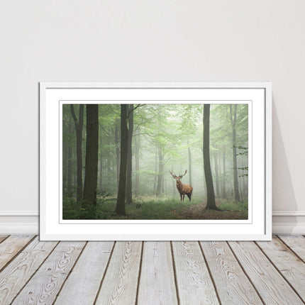 Stag in a misty forest. Framed picture with choice of frame colours and options.