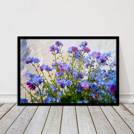 Forget me nots, white stone wall. Framed picture print, choice of frame colours
