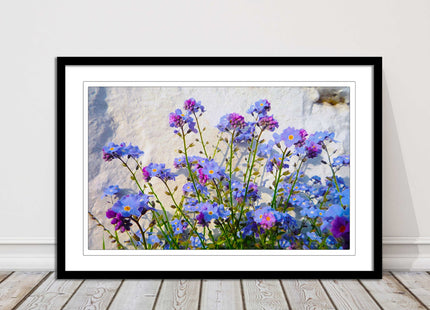 Forget me nots, white stone wall. Framed picture print, choice of frame colours