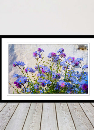 Forget me nots, white stone wall. Framed picture print, choice of frame colours