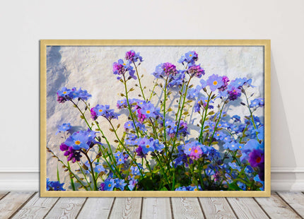 Forget me nots, white stone wall. Framed picture print, choice of frame colours