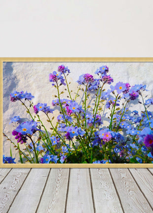 Forget me nots, white stone wall. Framed picture print, choice of frame colours
