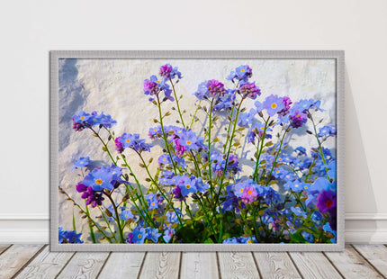 Forget me nots, white stone wall. Framed picture print, choice of frame colours