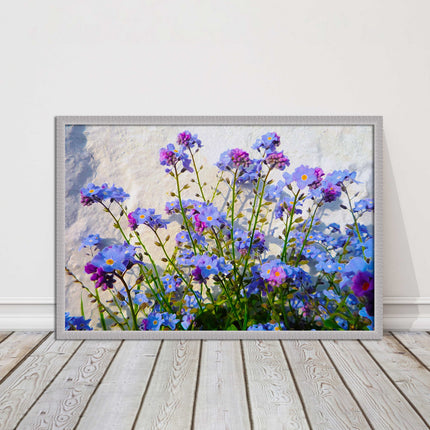 Forget me nots, white stone wall. Framed picture print, choice of frame colours
