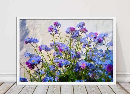 Forget me nots, white stone wall. Framed picture print, choice of frame colours