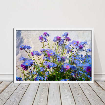 Forget me nots, white stone wall. Framed picture print, choice of frame colours