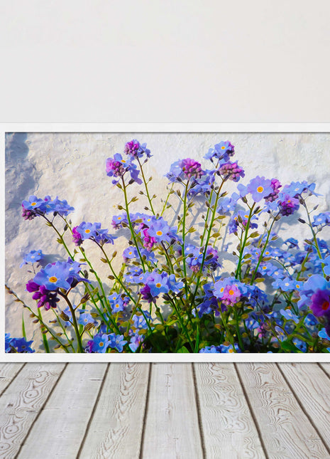 Forget me nots, white stone wall. Framed picture print, choice of frame colours