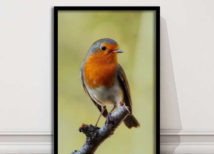 Robin photograph. Printed, Framed picture with choice of frame colour bird