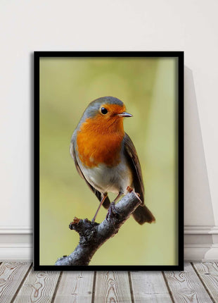 Robin photograph. Printed, Framed picture with choice of frame colour bird